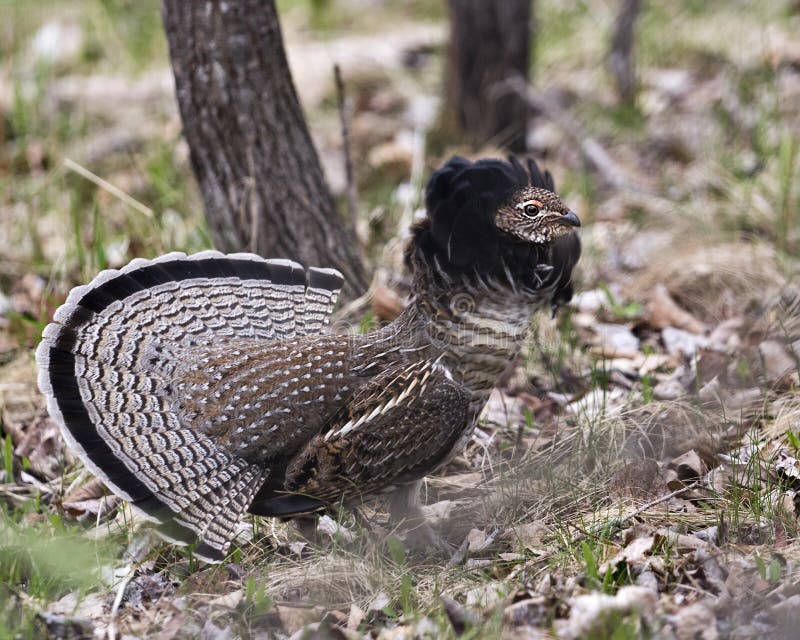 Partridge Stock Photos. Grouse struts mating plumage.  Mating season. Fan tail. Brown colour feathers plumage. Spring season.