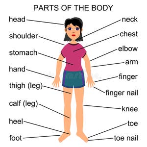 Parts Of The Body Stock Illustration Illustration Of Human 21767394