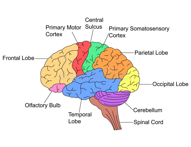 Parts of Brain stock vector. Illustration of occipital ...