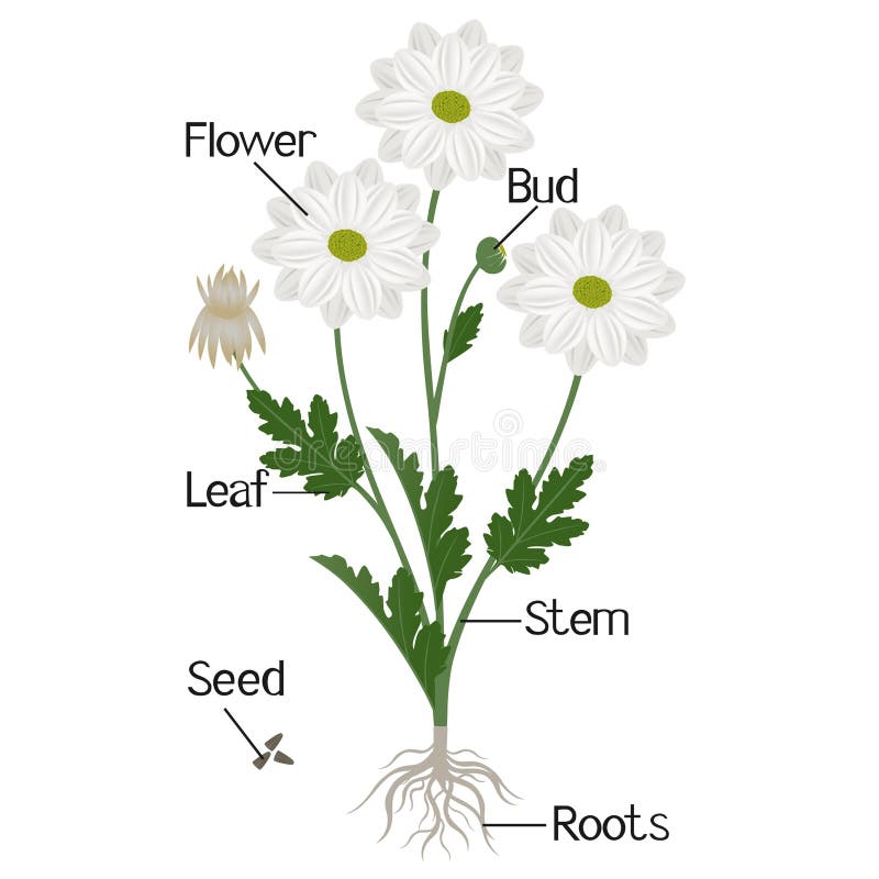 Plant Outline Clipart-one chamomile flower on a stem with leaves