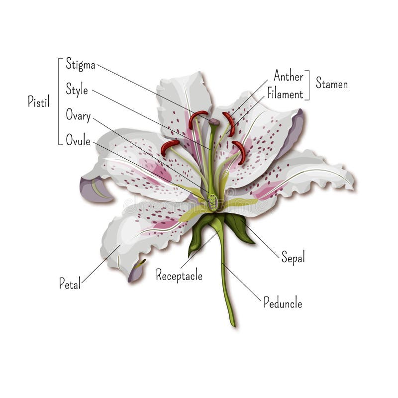 De flor infografias.