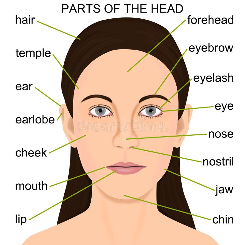 Parts of the body stock illustration. Illustration of human - 21767394