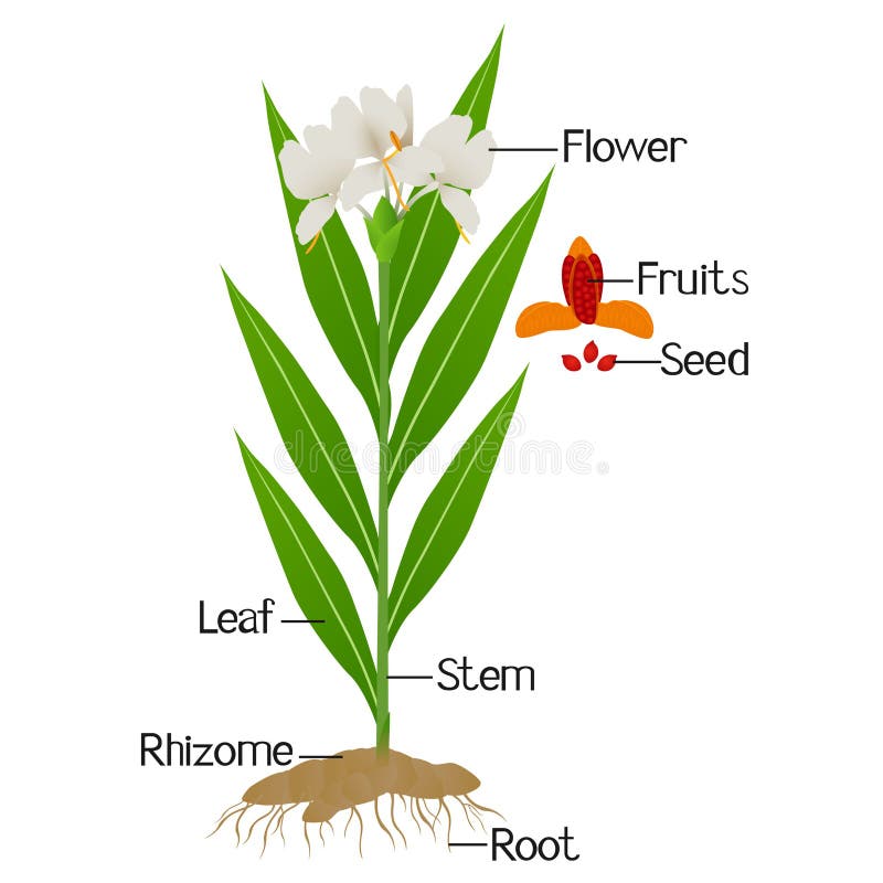Ginger Lily Stock Illustrations 43 Ginger Lily Stock Illustrations Vectors Clipart Dreamstime Ginger Lily Stock Illustrations 43 Ginger Lily Stock Illustrations Vectors Clipart Dreamstime