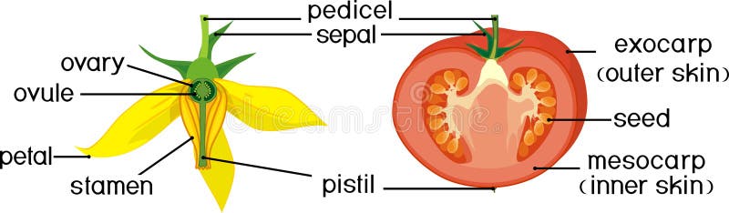 Anatomy of Plant stock vector. Illustration of leaf, cell - 31171975