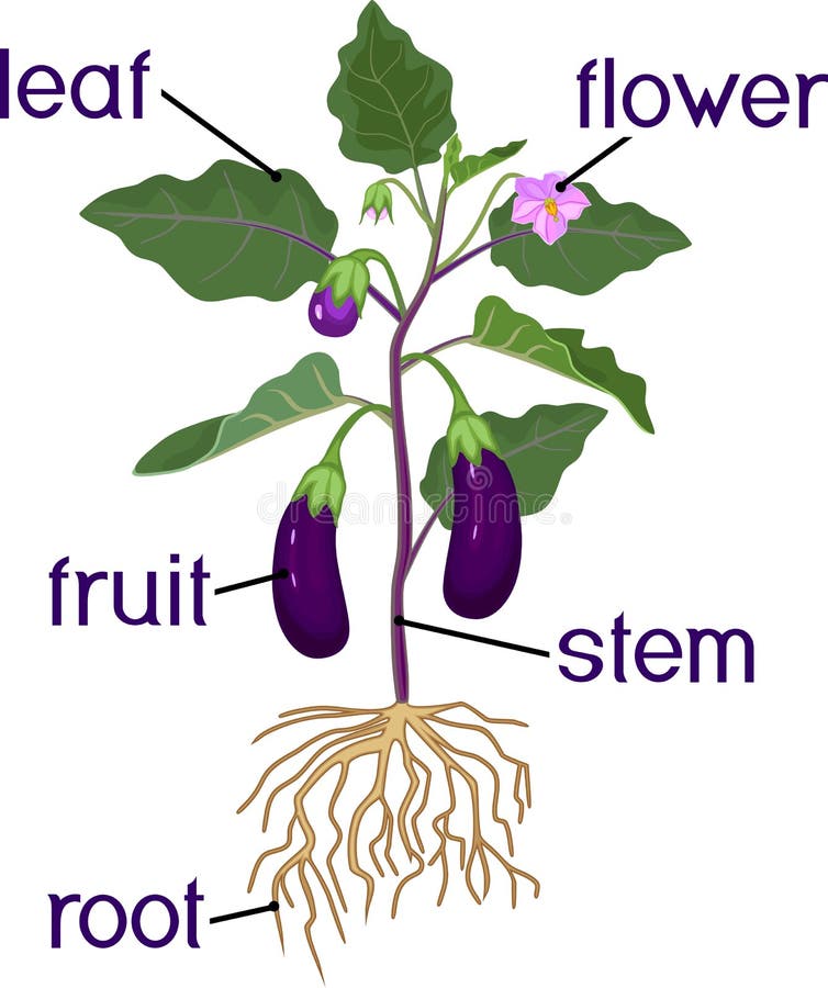 Plant parts | Illustration used in Gr 4-6 Natural Sciences a… | Flickr