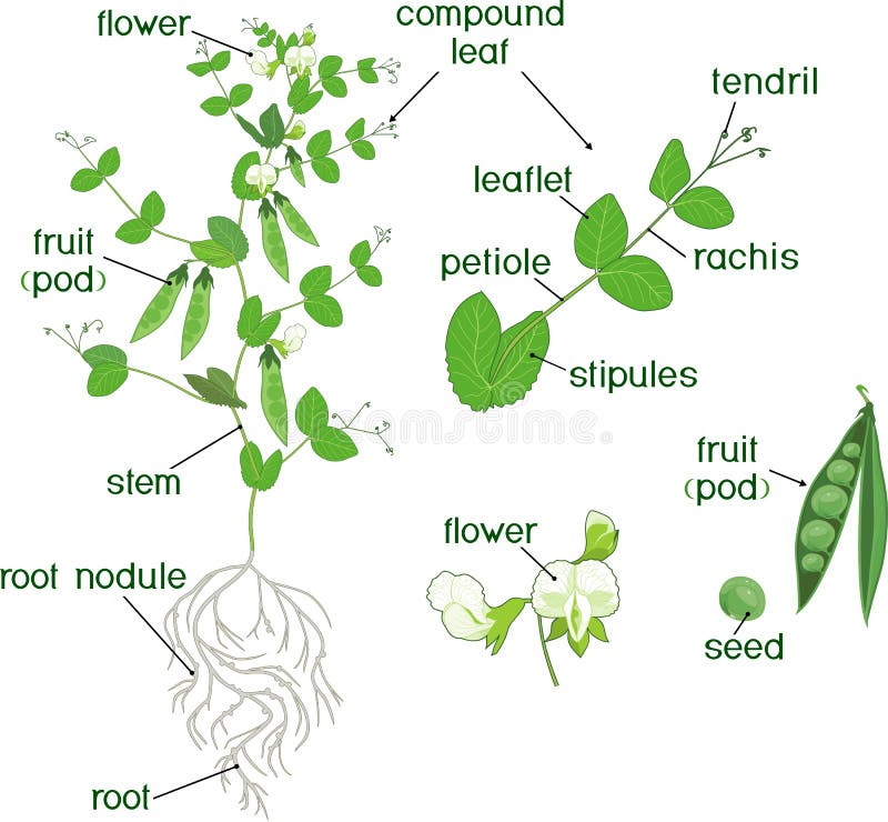 Parts of plant. Morphology of pea plant with fruits, flowers, green leaves and root system on white background