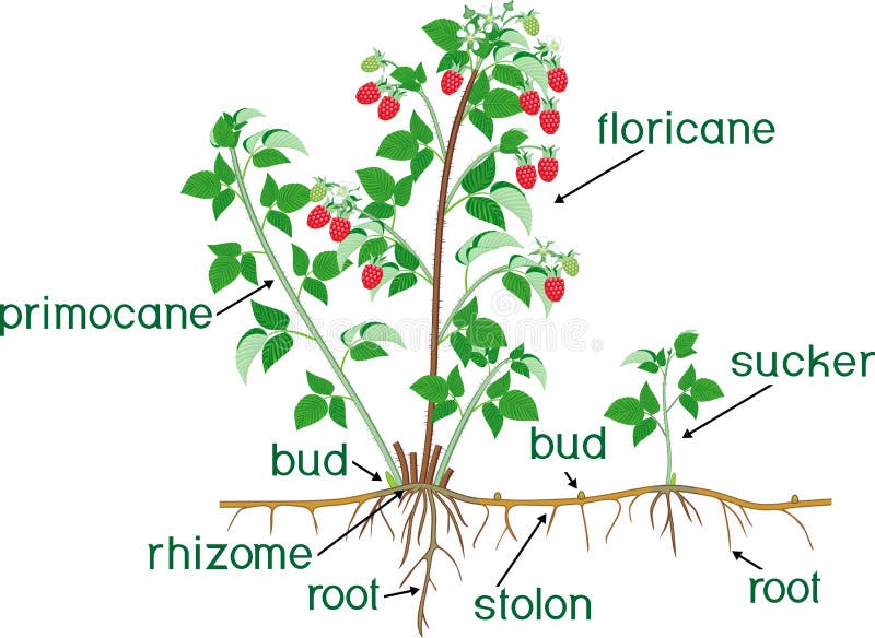 Parts of plant. Morphology of raspberry shrub with berries, green leaves, root system and titles