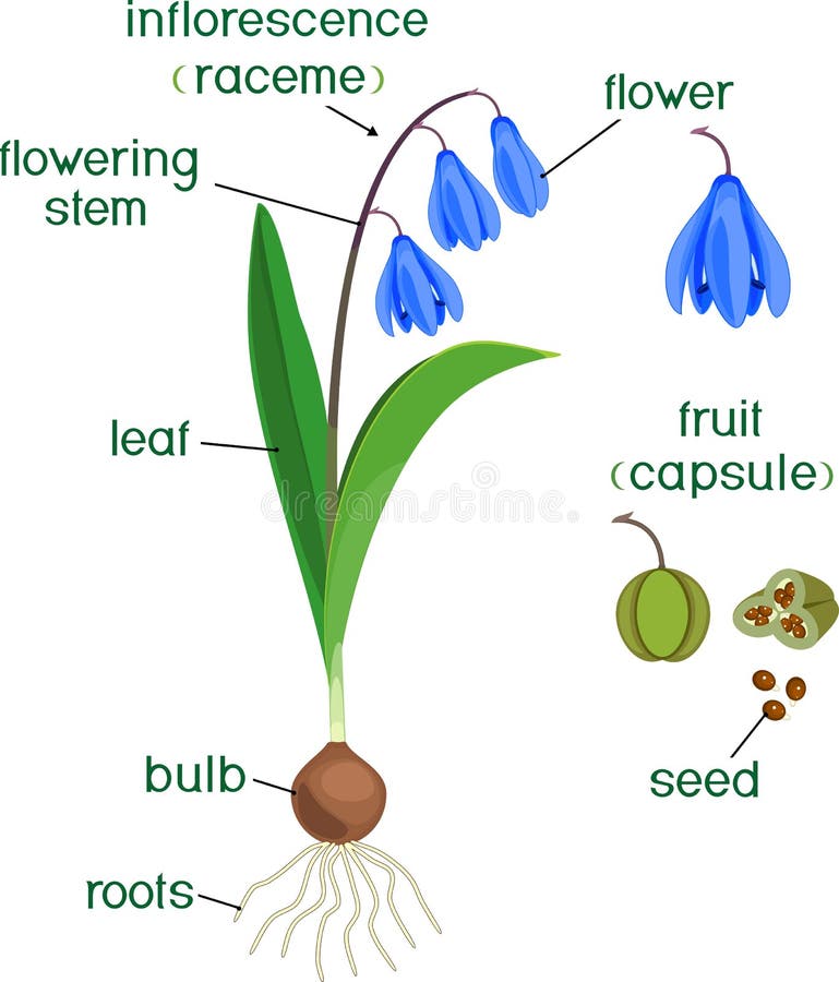 Morphology of Siberian Squill or Scilla Siberica Plant with Green ...