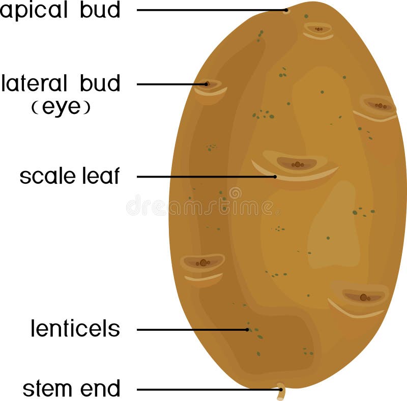 tuber morphology kartoffelpflanze pflanzenteile morphologie struktur