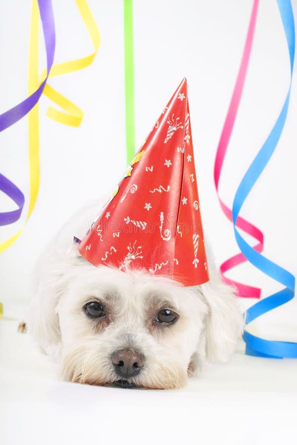 download animal party download animal party