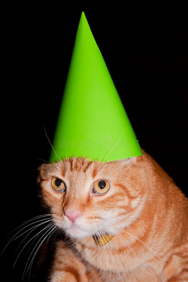 Party cat stock photo. Image of bright, party, celebration 38417438