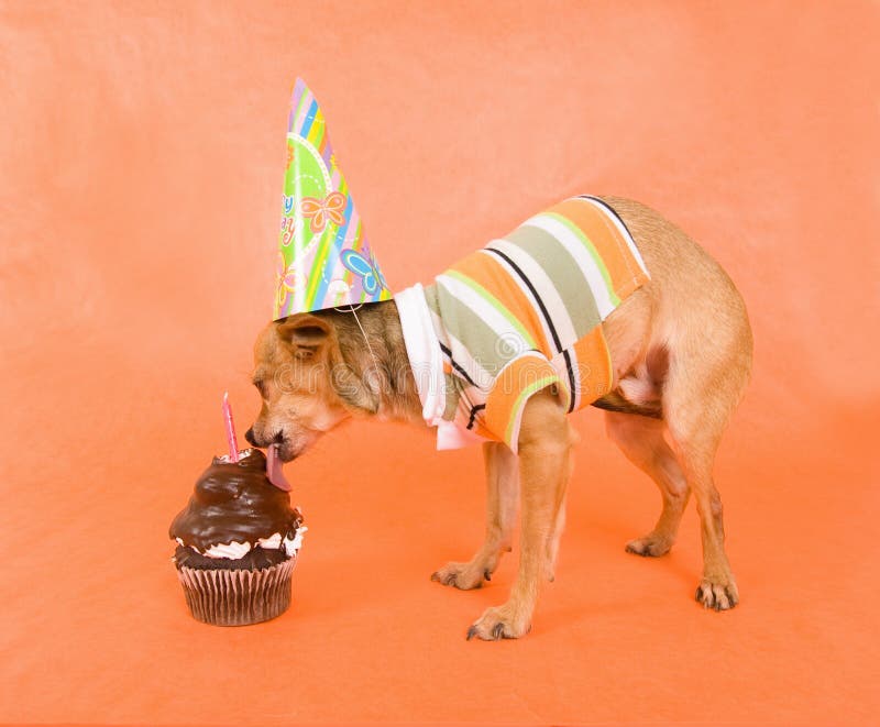 PartyChihuahua stockfoto. Bild von lustig, wenig, hund 7268956