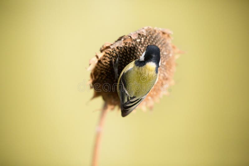 Parus major, sýkora modřinka. Malý ptáček sedí na rostlině slunečnice a krmí slunečnicová semena.