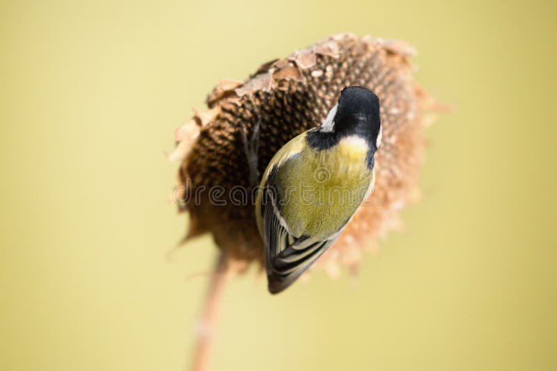 Parus major, sýkora modřinka. Malý ptáček sedí na rostlině slunečnice a krmí slunečnicová semena.