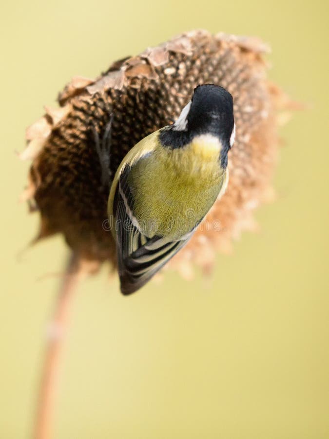 Parus major, sýkora modřinka. Malý ptáček sedí na rostlině slunečnice a krmí slunečnicová semena.