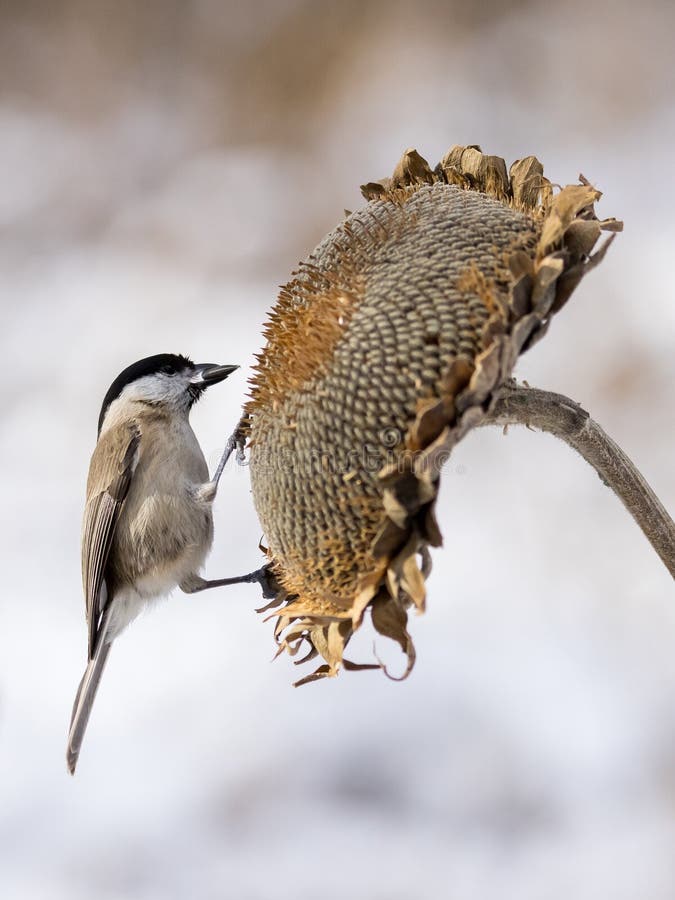 Parus major, sýkorka modrá. Malý vtáčik sedí na slnečnici a kŕmi slnečnicové semienka.