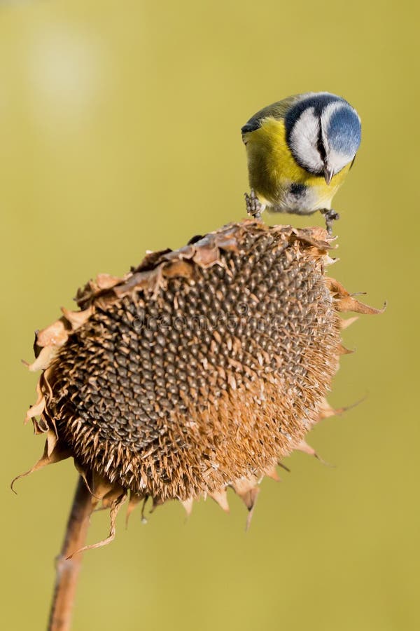 Parus major, sýkora modřinka. Malý ptáček sedí na rostlině slunečnice a krmí slunečnicová semena.