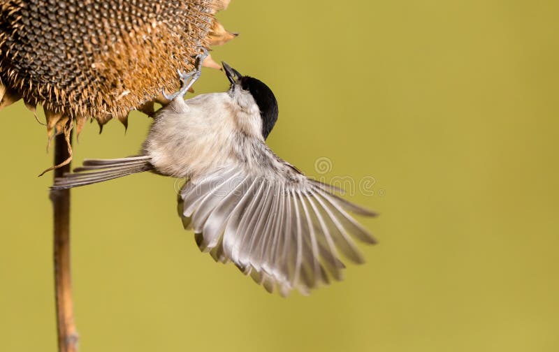 Parus major, sýkora modřinka. Přírodní scenérie.