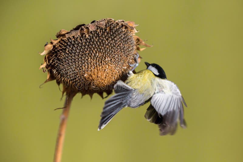 Parus major, Blue tit . Wildlife scenery.