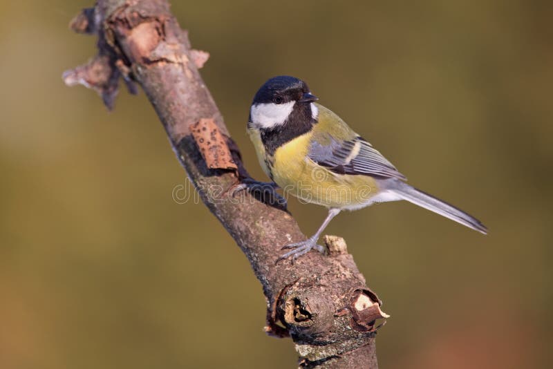 Parus major, sýkora modřinka. Divoká zvěř, sýkorka sedící na větvi.