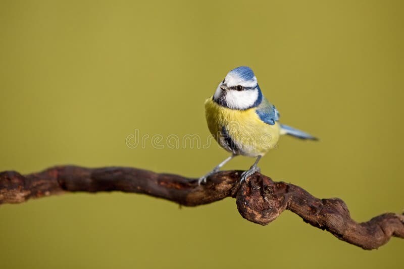 Parus major, Blue tit . Wildlife landscape, titmouse sitting on a branch.