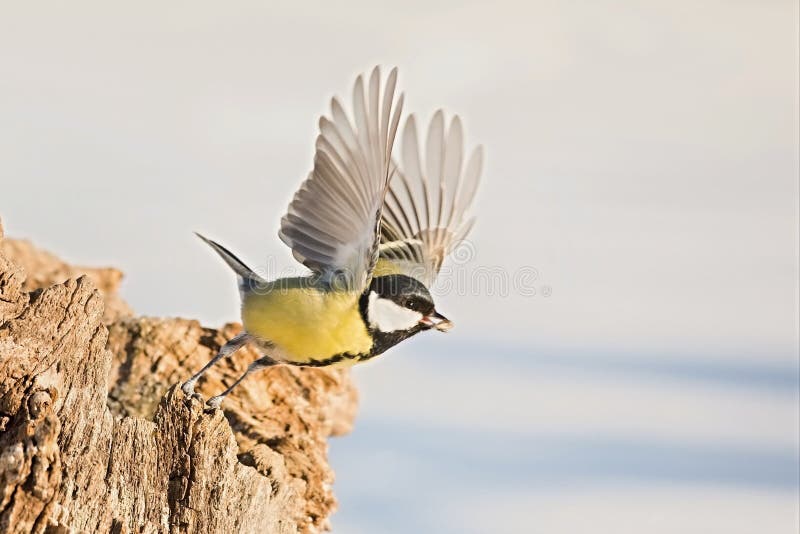 Parus major, sýkora modřinka. Divoká zvěř, sýkorka sedící na větvi.