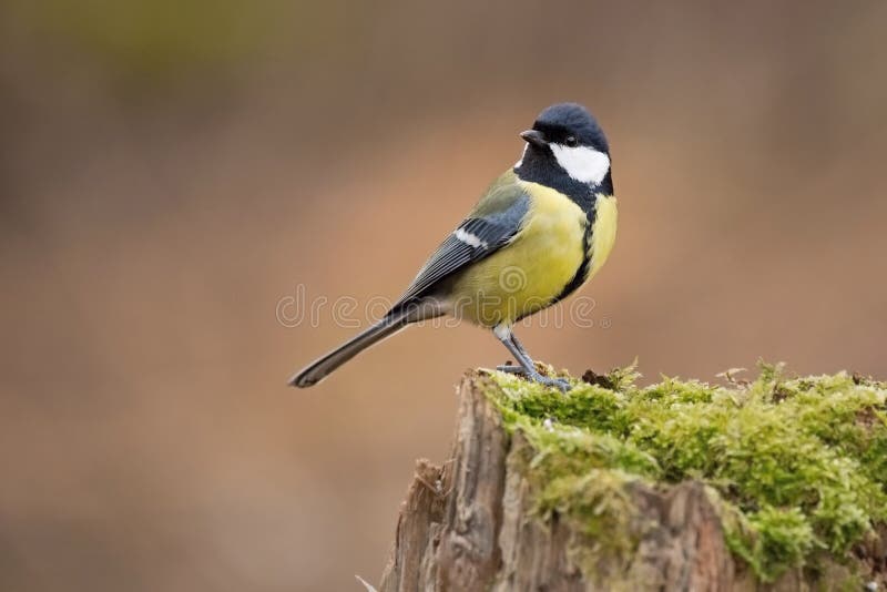 Parus major, sýkora modřinka. Přírodní scenérie.