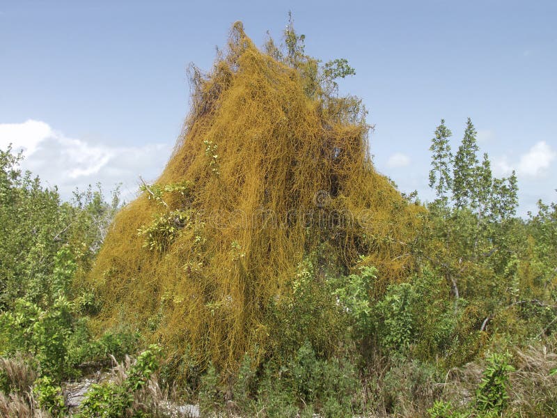 Dodder, a plant parasite (that has almost no chlorophyll to make its own food) engulfs, entwines and sucks the life from a group of large shrubs and small trees. Plant family: Cuscutaceae. Genus: Cuscuta. Dodder is sometimes referred to by other names, i.e. love vine, strangleweed, devil's guts, goldthread, pull-down, devil's ringlet, hellbine, hairweed, devil's hair, hailweed, beggarweed, hellweed, and strangle tare. Dodder, a plant parasite (that has almost no chlorophyll to make its own food) engulfs, entwines and sucks the life from a group of large shrubs and small trees. Plant family: Cuscutaceae. Genus: Cuscuta. Dodder is sometimes referred to by other names, i.e. love vine, strangleweed, devil's guts, goldthread, pull-down, devil's ringlet, hellbine, hairweed, devil's hair, hailweed, beggarweed, hellweed, and strangle tare.