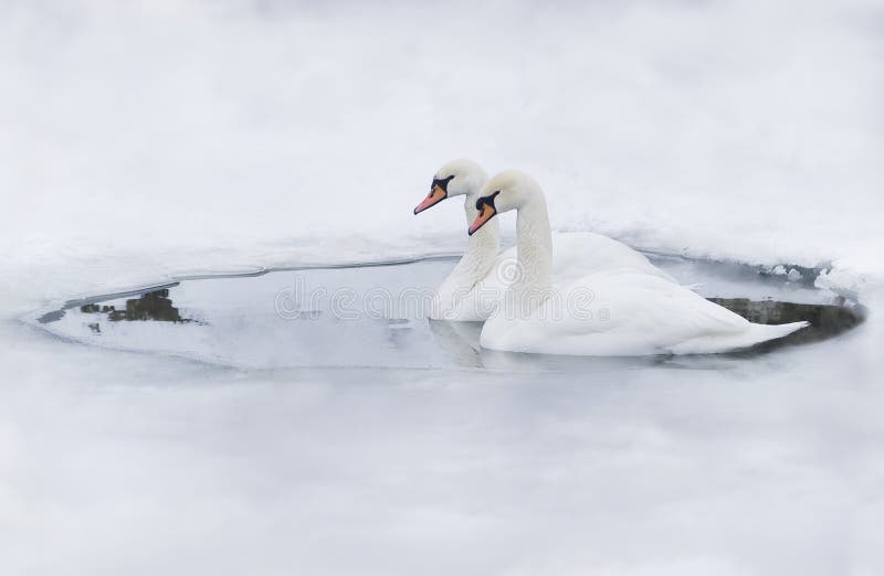 Couple of swans in the ice-hole of a frozen lake. Couple of swans in the ice-hole of a frozen lake