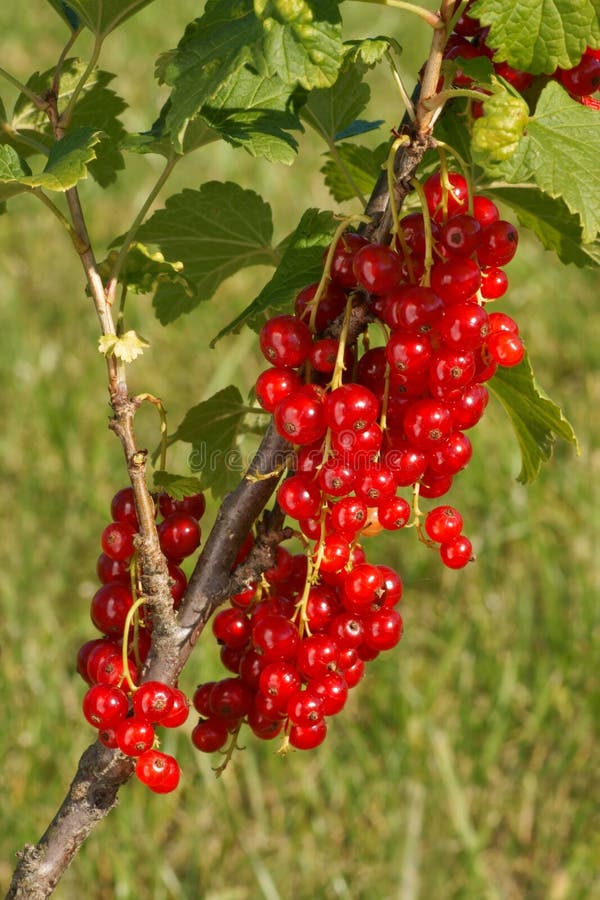 Pasa roja, fruta en una rama de árbol en una huerta imagen de archivo Pasa roja, fruta en una rama de árbol en una huerta imagen de archivo
