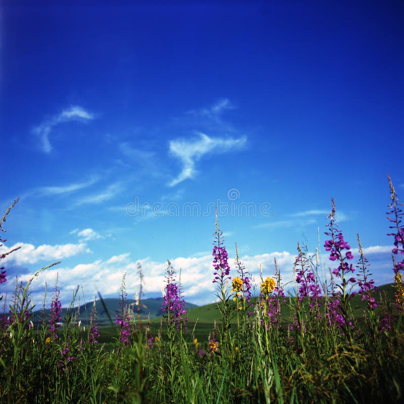 A very beautiful grassland named Bashang. A very beautiful grassland named Bashang