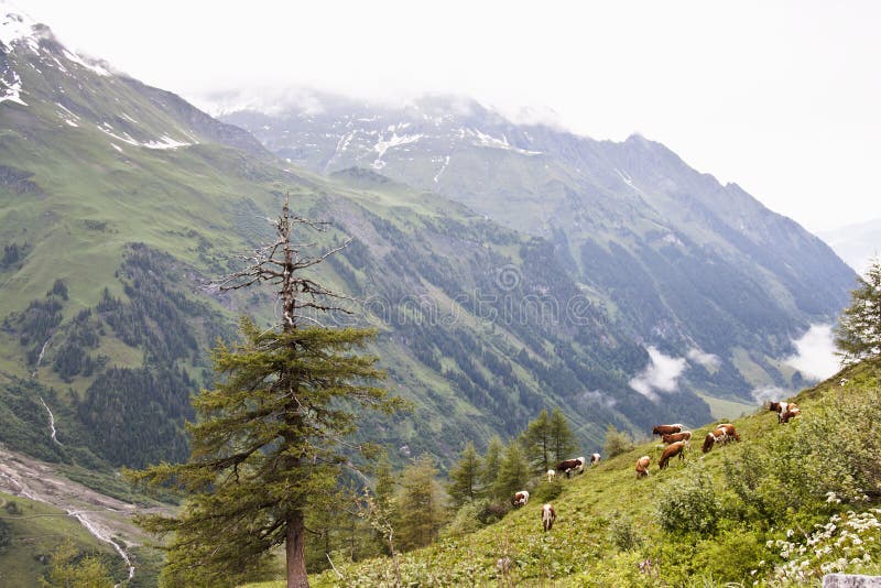 Cows are grazing upon the slopes of the mountains in the Hohe Tauern National Park. Seen from the Grossglockner High Alpine Road, the most famous alpine road leading into the heart of the National Park, to the highest mountain in Austria, the Grossglockner (3,798m) and its glacier, the Pasterze. Cows are grazing upon the slopes of the mountains in the Hohe Tauern National Park. Seen from the Grossglockner High Alpine Road, the most famous alpine road leading into the heart of the National Park, to the highest mountain in Austria, the Grossglockner (3,798m) and its glacier, the Pasterze.