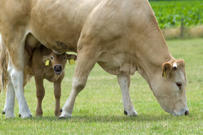 Pascolo della mucca con il bambino