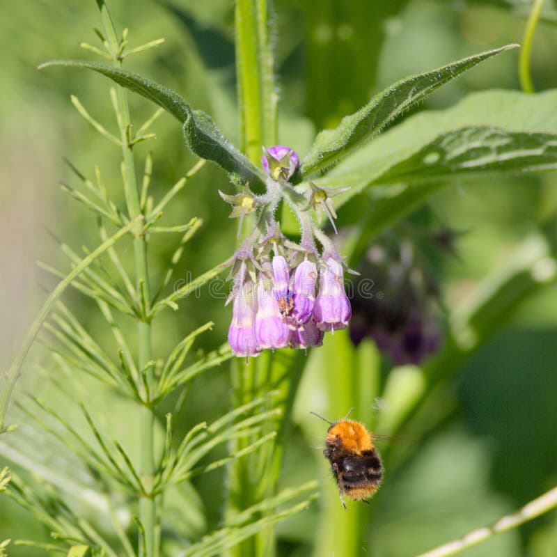 A common carder bee heading towards flowers to collect nectar and spread pollen. A common carder bee heading towards flowers to collect nectar and spread pollen