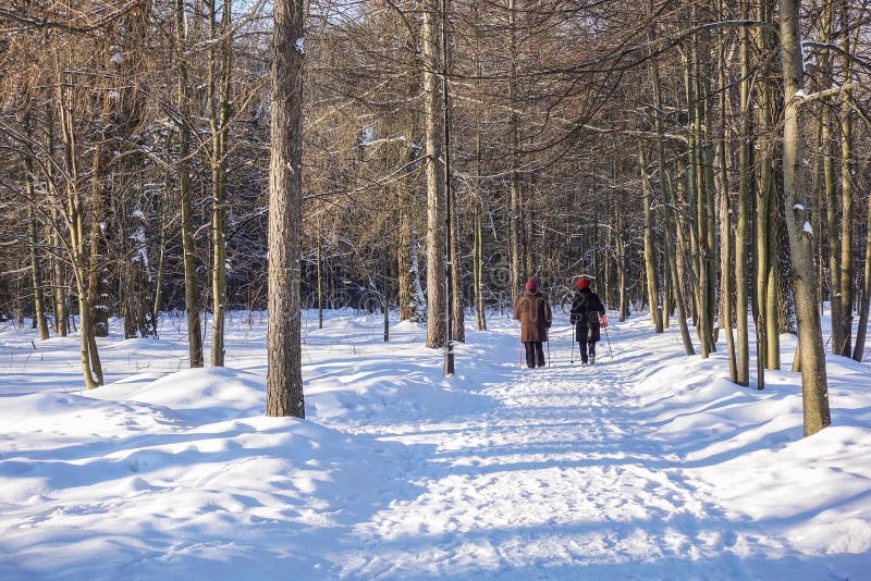 Paseo en caminar nórdico del bosque del invierno imagen de archivo