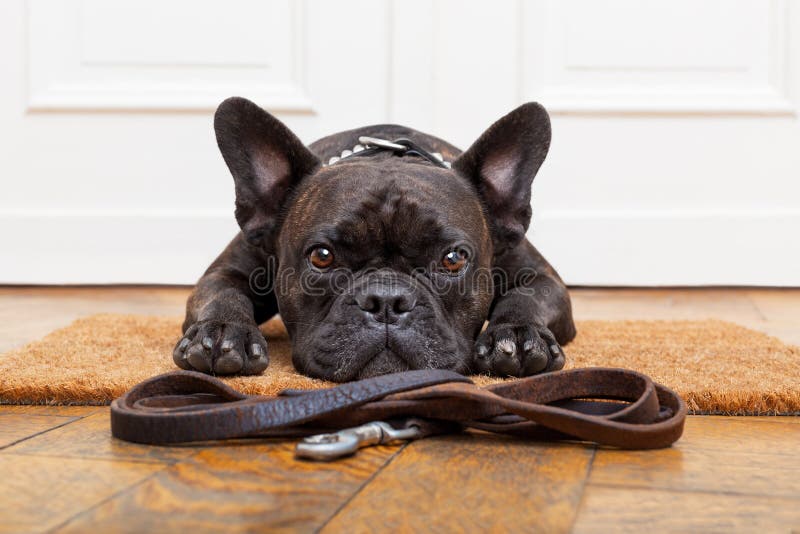 Paseo que espera del perro para imágenes de archivo libres de regalías Paseo que espera del perro para imágenes de archivo libres de regalías