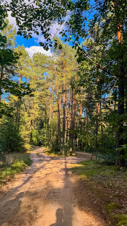 Paseo sereno a través de un frondoso bosque con árboles altos y un cielo azul claro en un día soleado para dar tranquilos paseos p fotografía de archivo libre de regalías