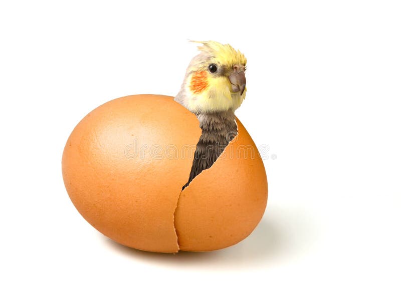 Pasgeboren leuke papegaai (cockatiel) royalty-vrije stock afbeeldingen Pasgeboren leuke papegaai (cockatiel) royalty-vrije stock afbeeldingen