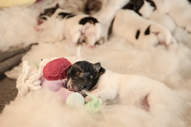 Pasgeboren puppyhonden met stuk speelgoed - ligt de drie dagen oude hefboom Russell Terrier van een hond op een witte achtergrond stock foto Pasgeboren puppyhonden met stuk speelgoed - ligt de drie dagen oude hefboom Russell Terrier van een hond op een witte achtergrond stock foto