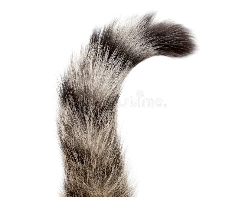 Striped cat tail isolated on white background . Striped cat tail isolated on white background .