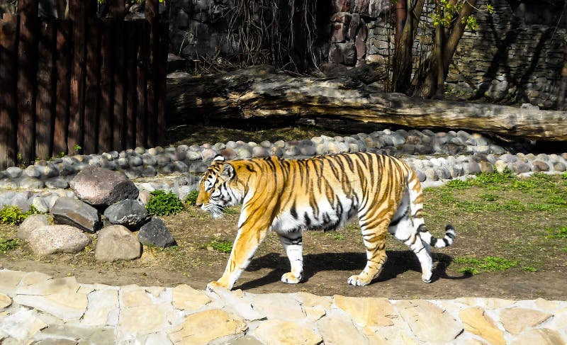 Pasiasty tygrys przy zoo zdjęcie stock Pasiasty tygrys przy zoo zdjęcie stock
