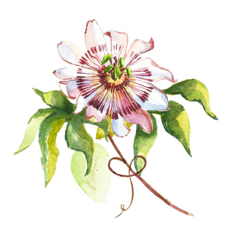 Pasionaria De La Flor De La Acuarela Stock de ilustración - Ilustración de verano, flor: 73775383 Pasionaria De La Flor De La Acuarela Stock de ilustración - Ilustración de verano, flor: 73775383