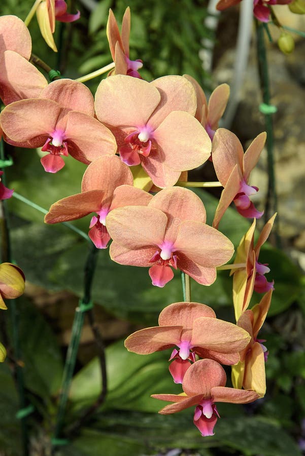 Pasmowych orchidea kwiatów orchidei Piękni kwiaty. Pasmowa orchidea kwitnie Pięknej orchidei w kwiatach