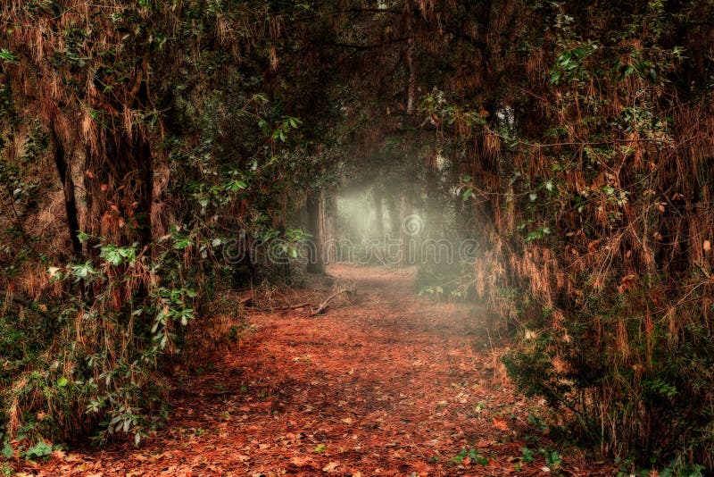 Paso oscuro a través del bosque con luz al final del túnel foto de archivo libre de regalías Paso oscuro a través del bosque con luz al final del túnel foto de archivo libre de regalías