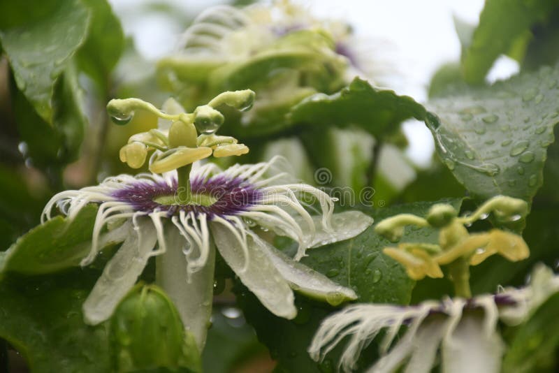 Pason Fruit Flowers and Leaves after Rain. Rain Beautiful Image Stock