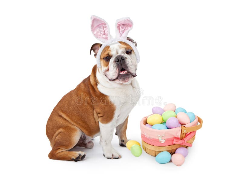 Pasqua Bunny English Bulldog