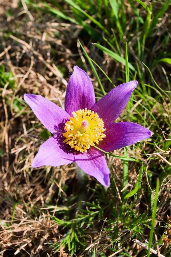 Pasque flower stock photo. Image of growing, anemone 13491566