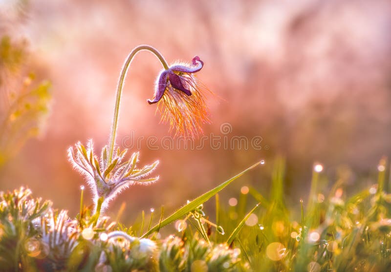 Pasque Flower