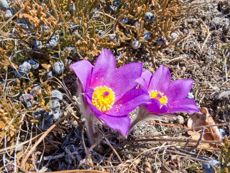 Pasque Flowers close-up in natural environment