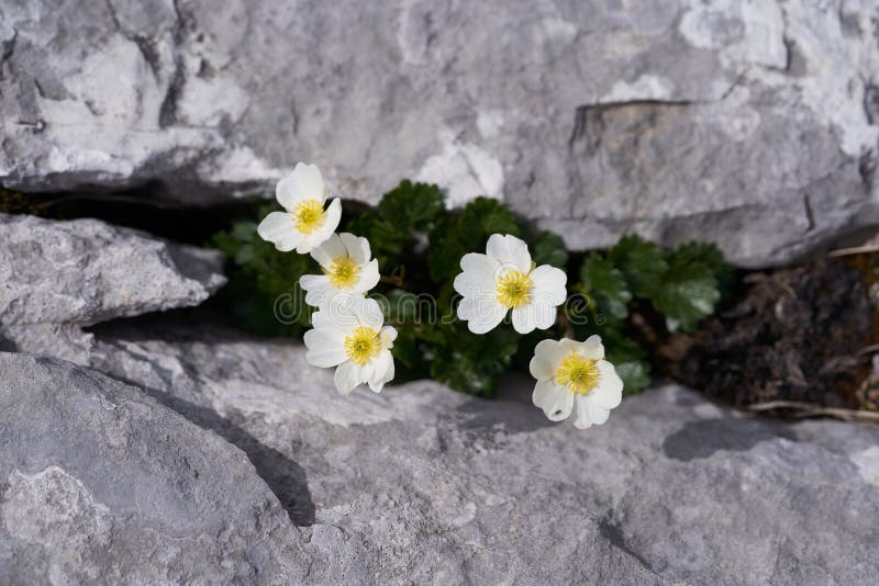 Pasqueflower alpin de pierre de texture de fleur blanche d'alpina noir gris de haute résolution ou pulsatilla anémone alpine
